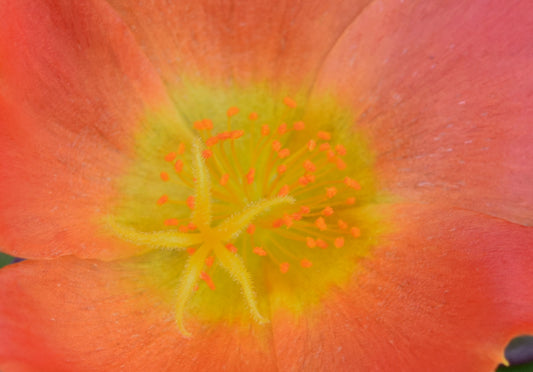 Minimalist Photography Prints for a Contemporary Look "Yellow Stamen"