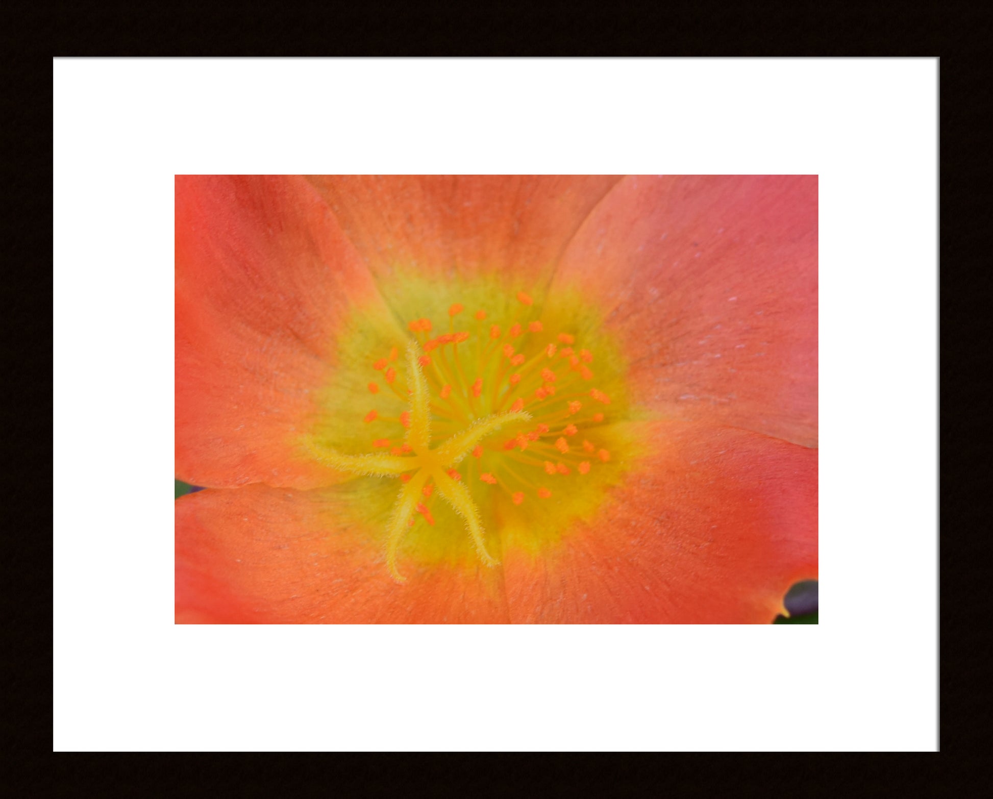 Yellow_Stamen_Framed by Kim A. Bailey