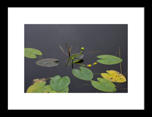Yellow Water Lily in Calm Water, Original Photograph by Kim A. Bailey
