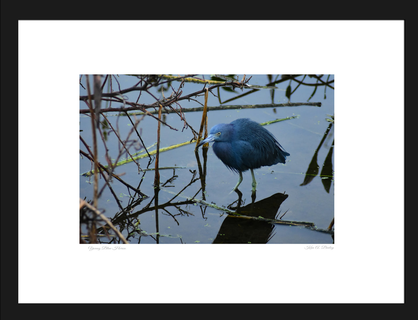 Stillness & Reflection – Young Blue Heron in Tranquil Waters