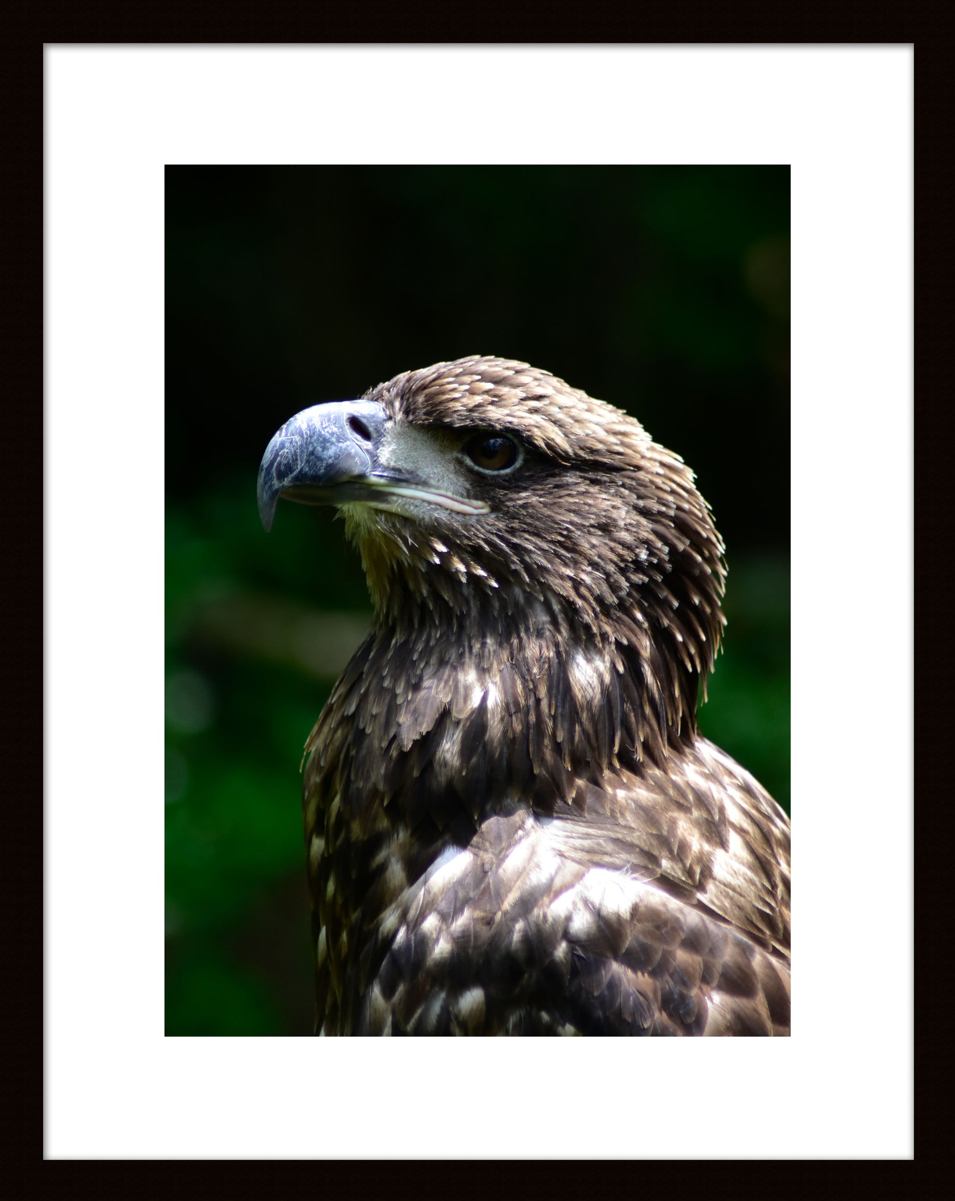 Young American Bald Eagle, Original Photograph by Kim A. Bailey