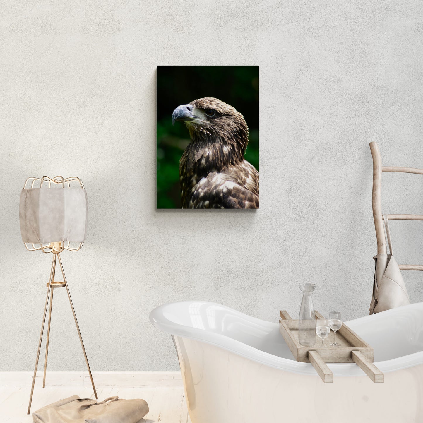 Young American Bald Eagle, Original Photograph by Kim A. Bailey