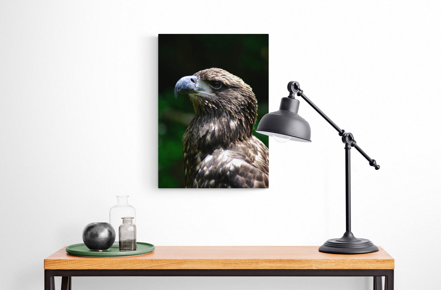 Young American Bald Eagle, Original Photograph by Kim A. Bailey