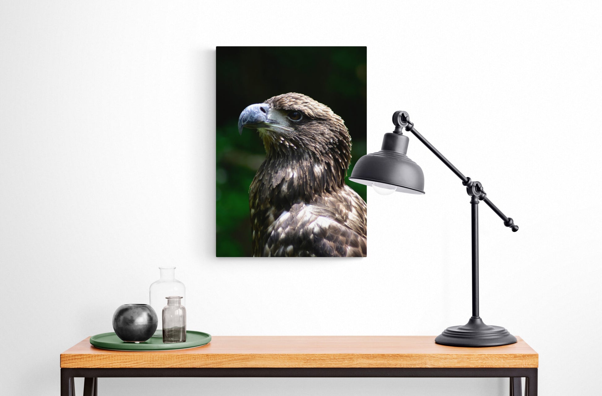 Young American Bald Eagle, Original Photograph by Kim A. Bailey