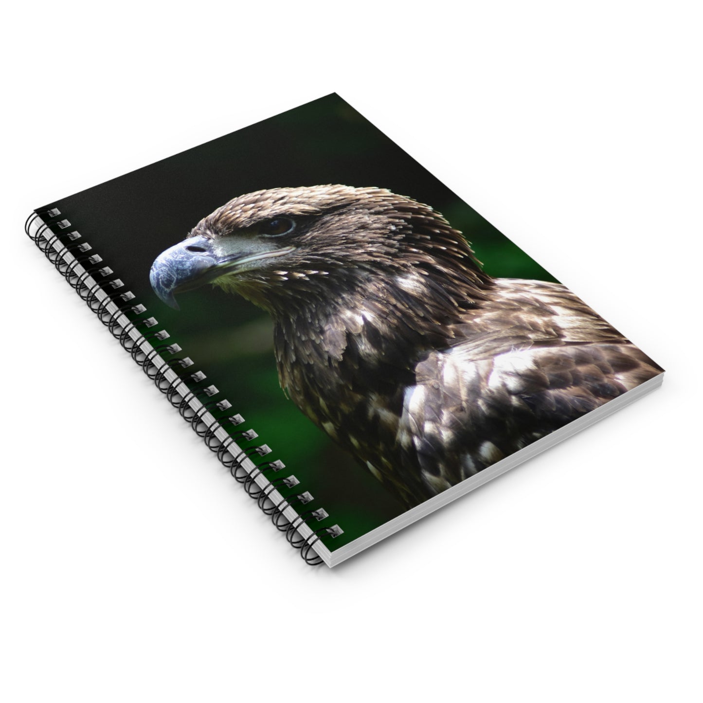 Young American Bald Eagle Spiral Notebook - Ruled Line Photo By Kim A. Bailey