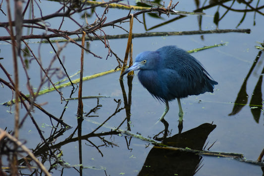 A fine art photograph of a young blue heron standing motionless in shallow, still water, surrounded by lush aquatic plants.