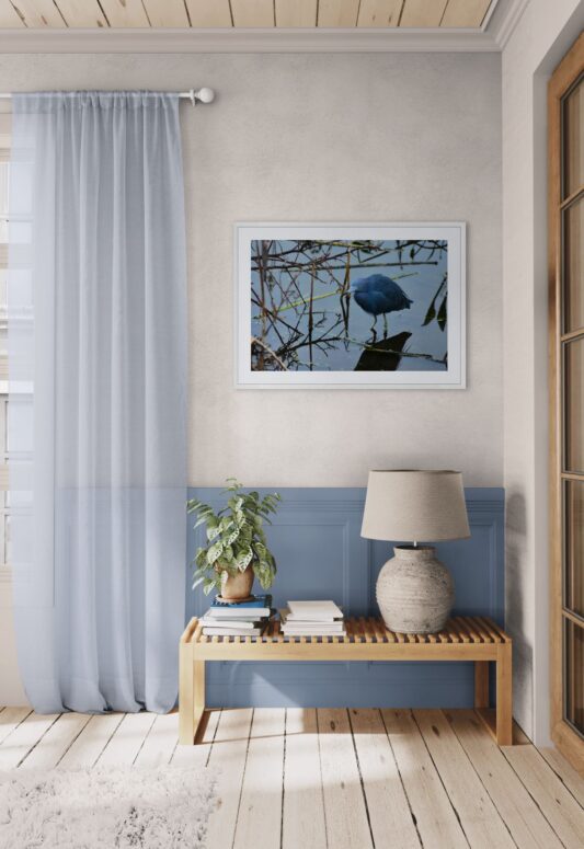 Young_Blue_Heron- Original Photograph by Kim A. Bailey hanging on a wall