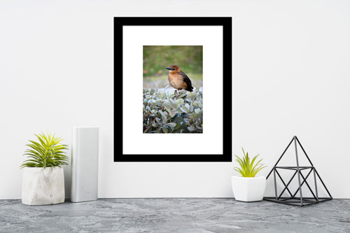 Boat-tailed Grackle image 1