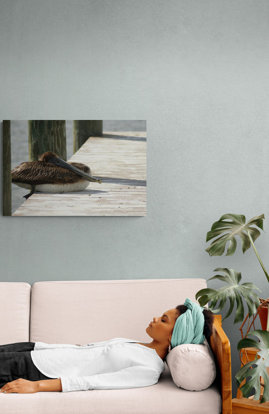 Sitting Pelican image 2