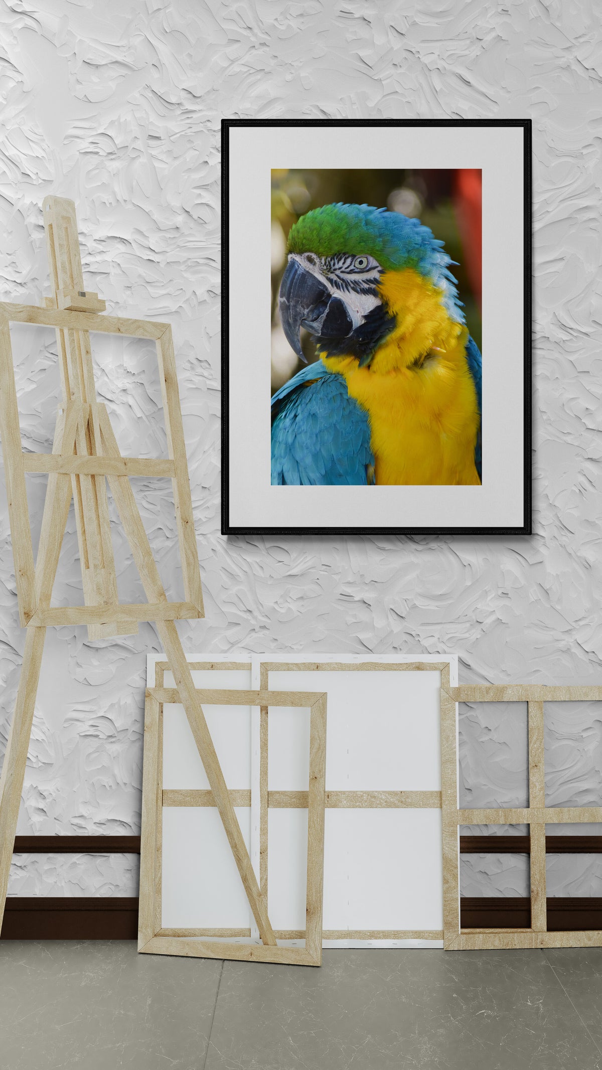 Blue and Gold McCaw Fine Art Photograph