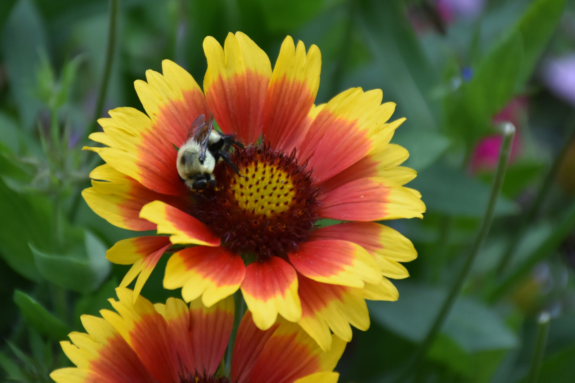 A close-up of a bumblebee crawling on a bright yellow and red-orange Gaeanopsis flower, with green foliage blurred in the background.