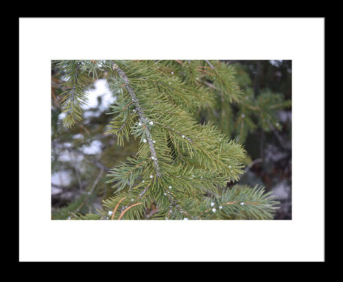 Snow on a Pine Tree image 1