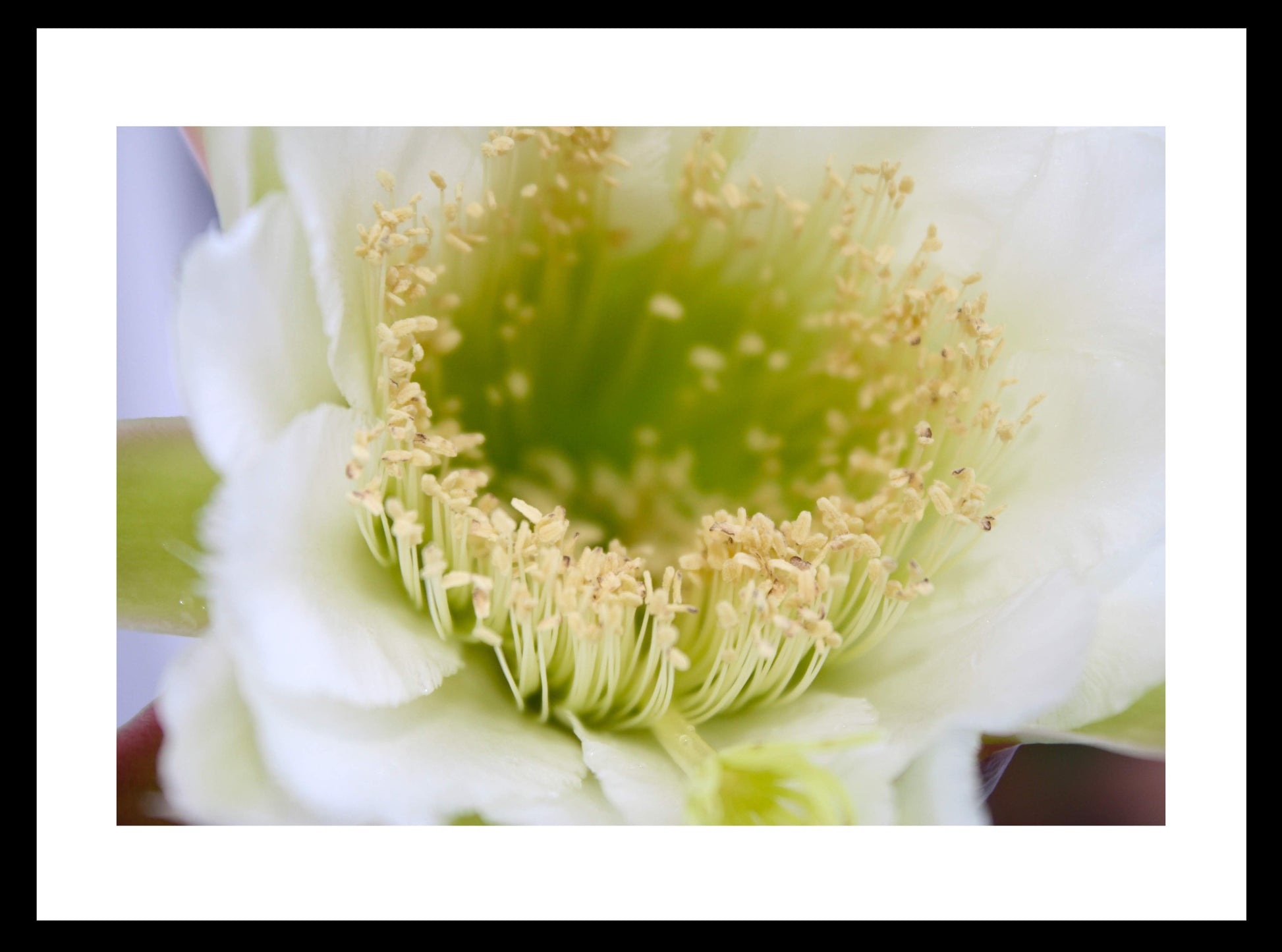 night_bloomer_framed Original Photograph by Kim A. Bailey