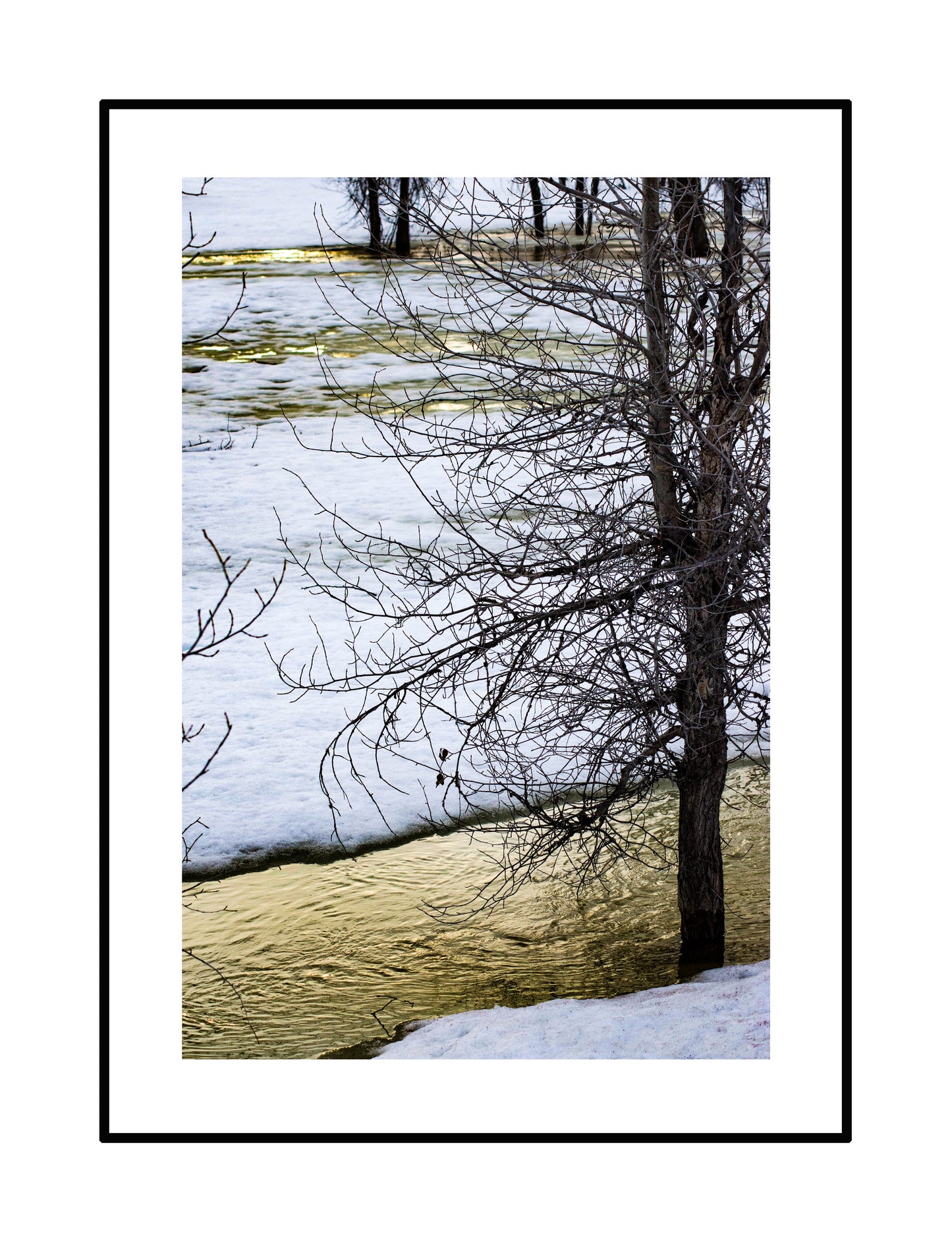 Snowy Tree with Yellow River