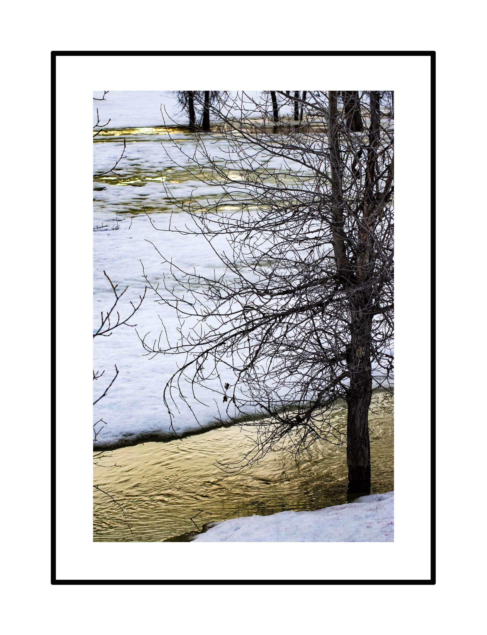 snowy tree with yellow river Original Photograph by Kim A. Bailey