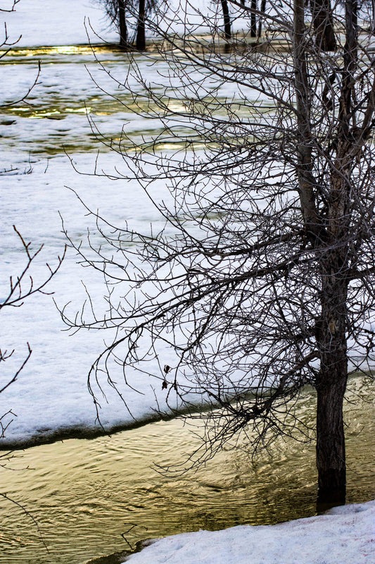 A color photograph depicting a serene winter scene with a snowy landscape and a river flowing through it, characterized by a yellowish hue. Silhouetted trees with bare branches are visible along the riverbanks.