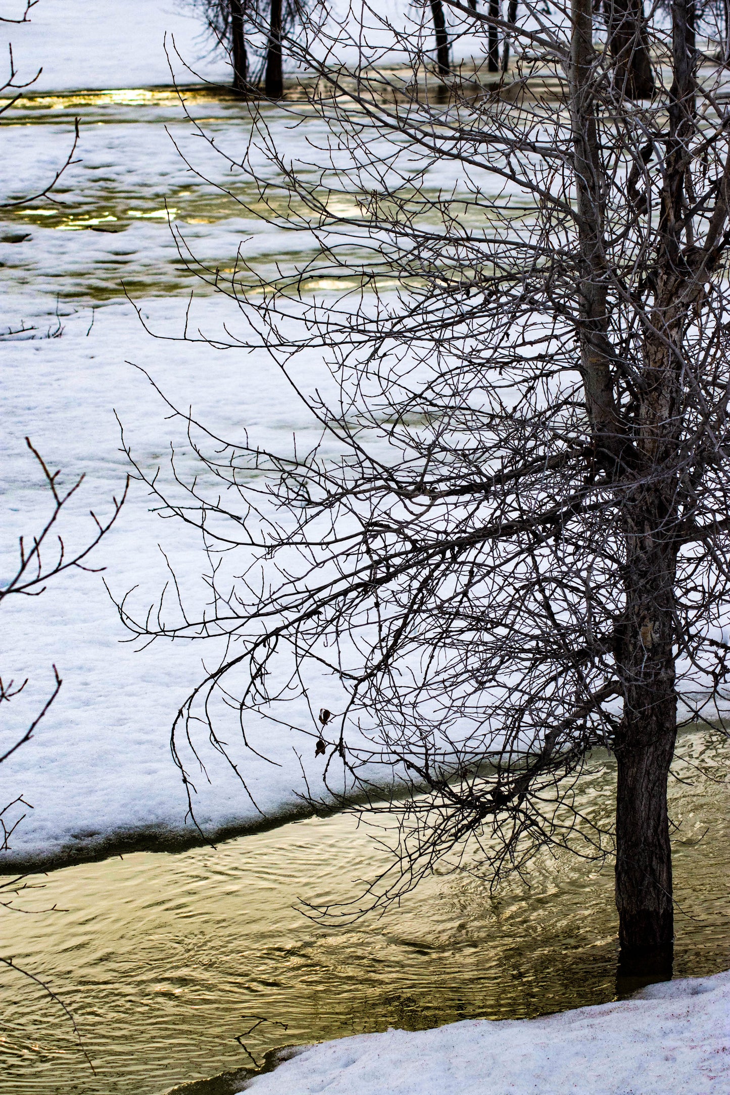 Snowy Tree with Yellow River