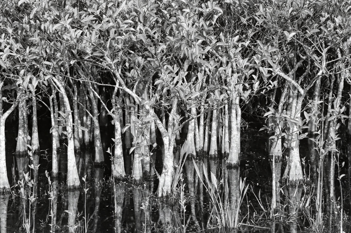 Trees in the Wetlands (Black and White)
