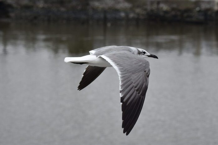 Flying Seagull, Original Photograph by Kim A. Bailey