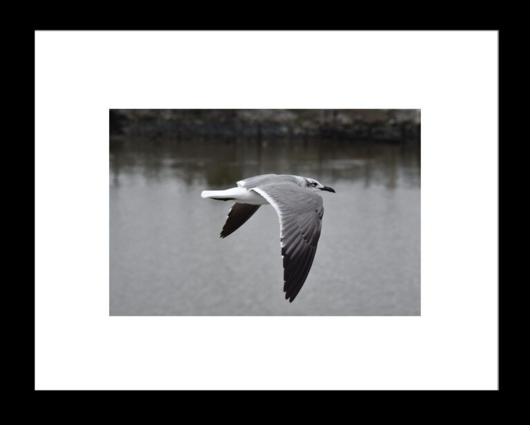 Framed Flying Seagull, Original Photograph by Kim A. Bailey