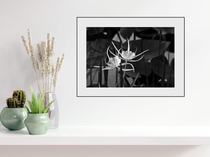 Framed Alligator Lily in Black and White, Original Photograph by Kim A. Bailey