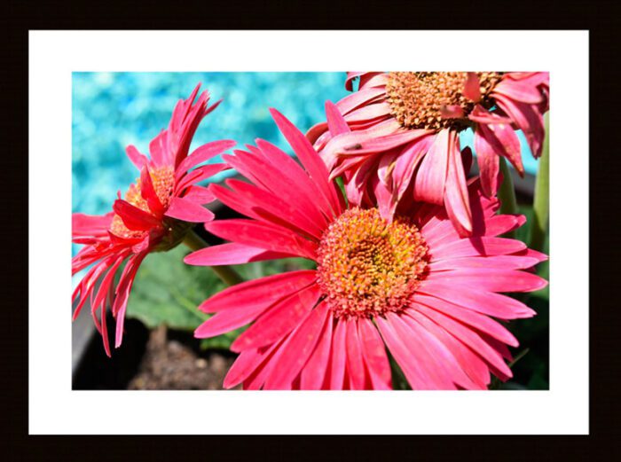 Framed Pink Daisies Original Photograph by Kim Bailey