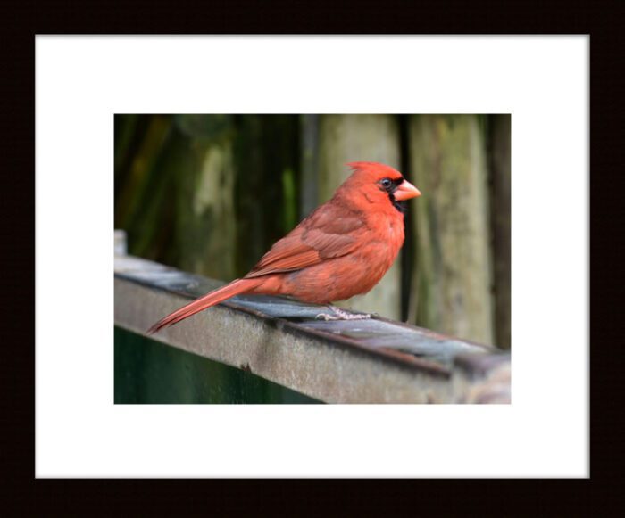 Framed Photograph of Male Red Cardinal by Kim A. Bailey