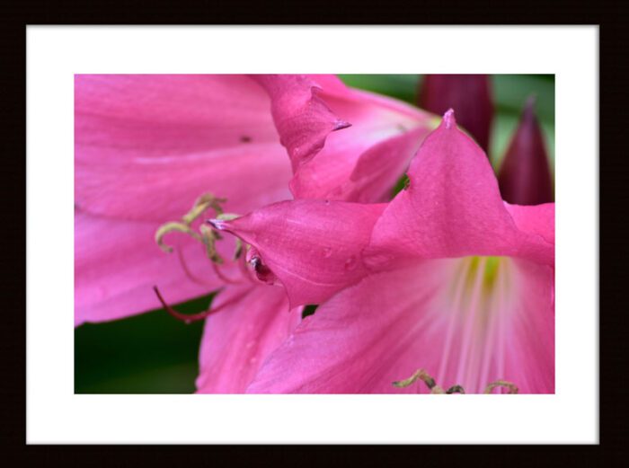 Framed Pink Lilies - Original Photograph by Kim Bailey