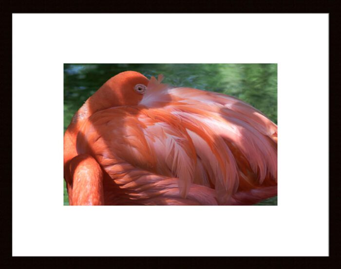 Napping Pink Flamingo - Original Photograph by Kim A. Bailey