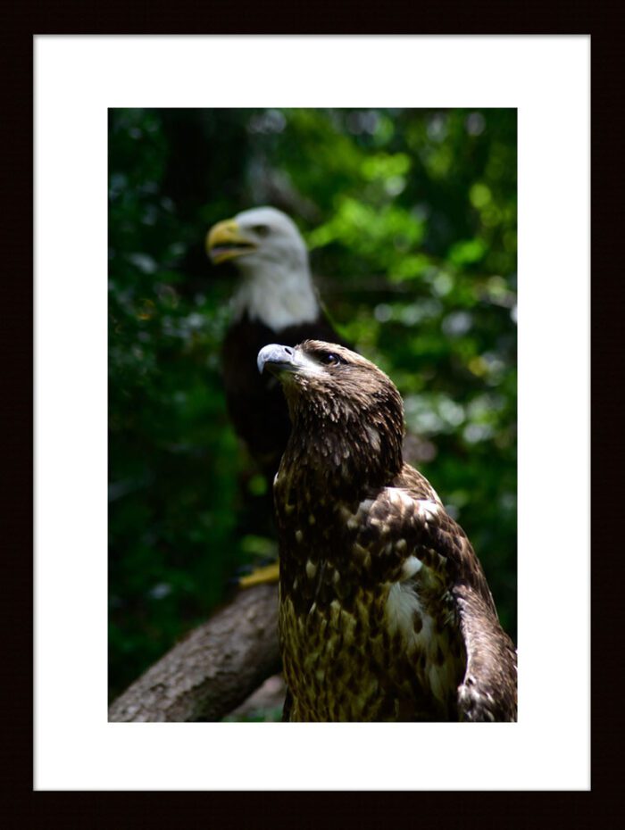 Color Photograph of Adult American Bald Eagle by Kim A. Bailey