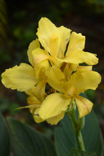 Yellow Canna Lily, Original Photograph by Kim A. Bailey