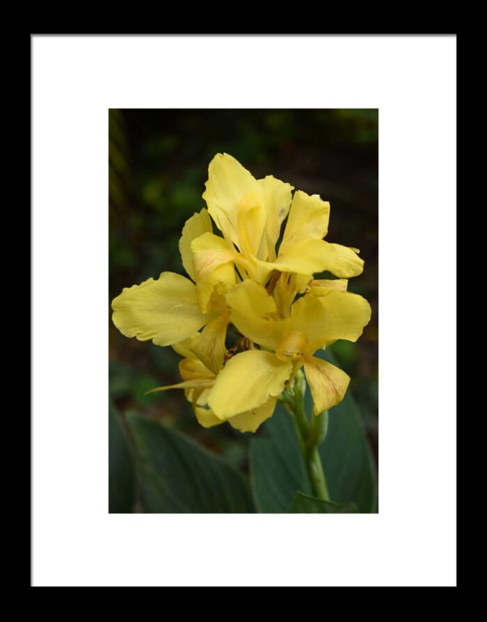 Yellow Canna Lily, Original Photograph by Kim A. Bailey