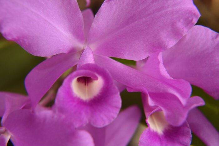 Purple Cattleya Orchids, Original Photograph by Kim A. Bailey