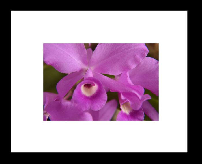 Purple Cattleya Orchid, Original Framed Photograph by Kim A. Bailey
