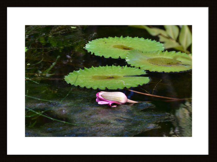 Framed Pink Water Lily Laying on the Pond, Original Photograph by Kim A. Bailey