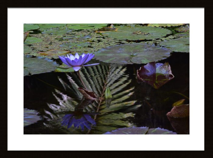 Framed Blue Aster Water Lily Reflections, Original Photograph by Kim A. Bailey