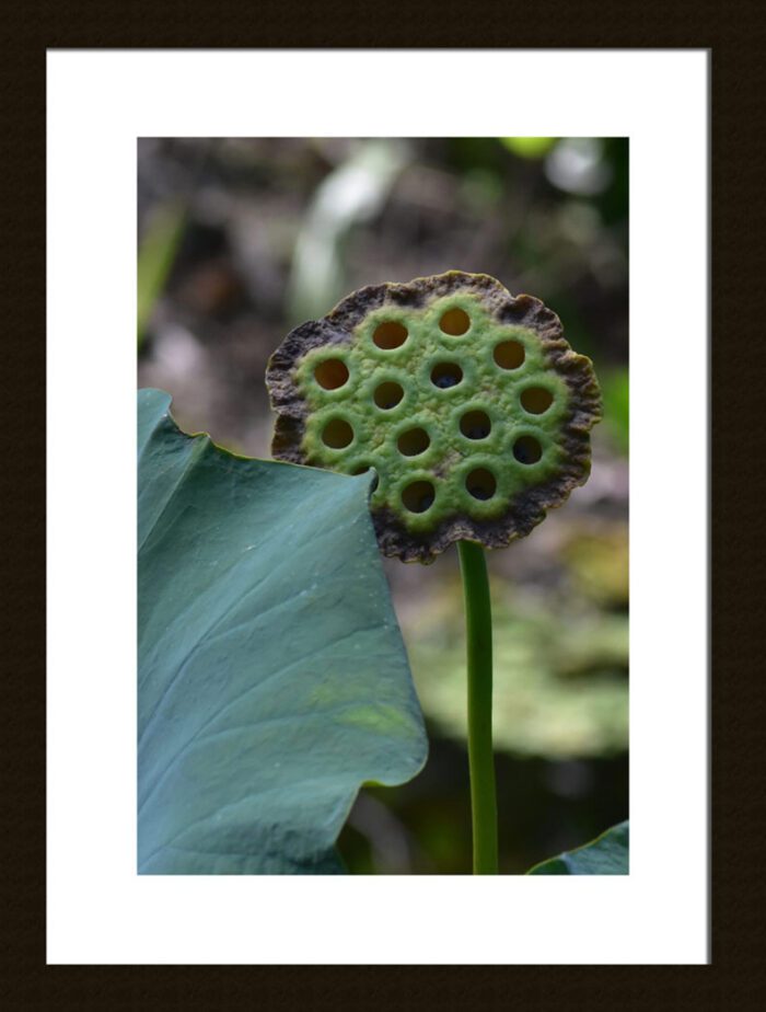 Framed Lotus Flower Seed Pod, Original Photograph by Kim A. Bailey