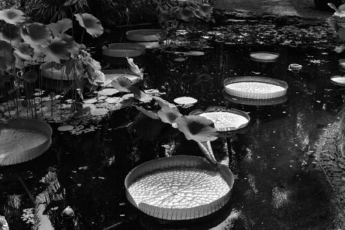 BW Giant Lily Pads, Original Photograph by Kim A. Bailey