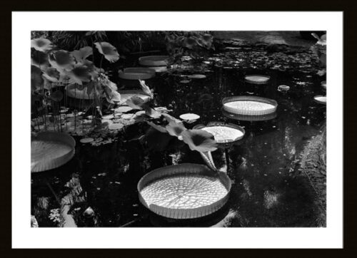 BW Giant Lily Pads Framed, Original Photograph by Kim A. Bailey