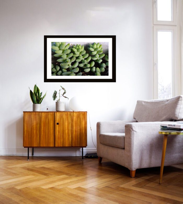 Framed Green Succulent: Sedum Morganianum, Original Photograph by Kim A. Bailey