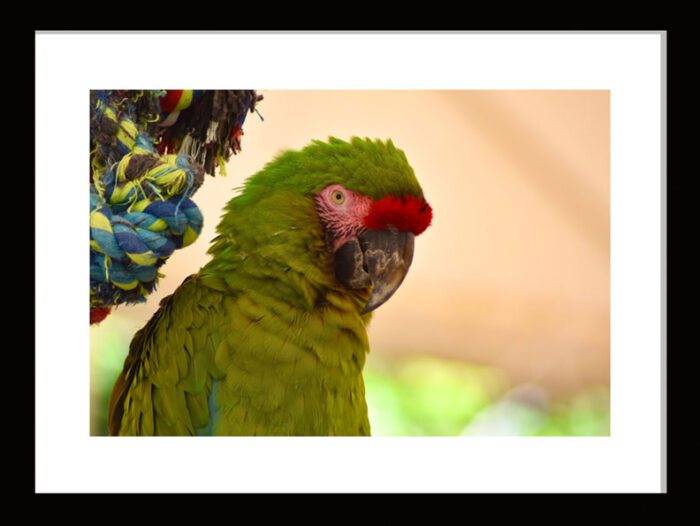 Green Parrot, Original Photograph by Kim A. Bailey