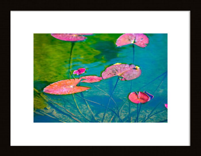 Water Lily Leaves (Pink and Green), Original Photograph by Kim A. Bailey