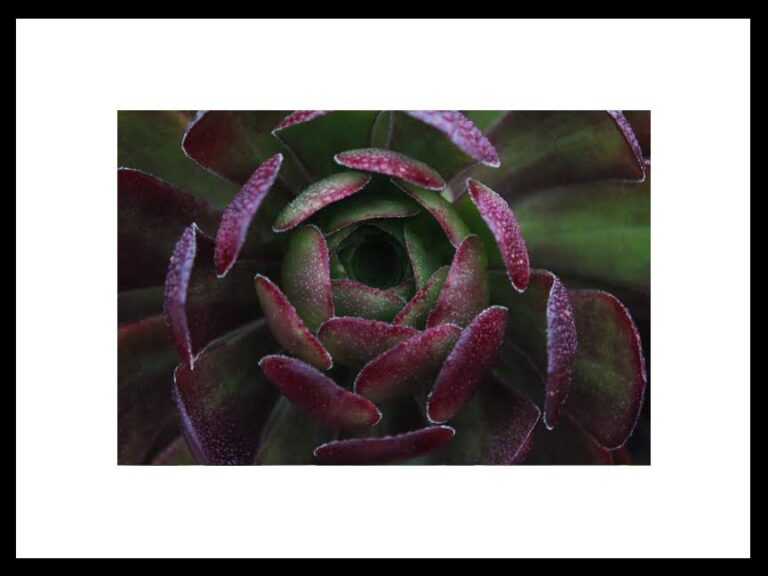 Framed Dark Green and Purple Succulent, Original Photograph by Kim A. Bailey