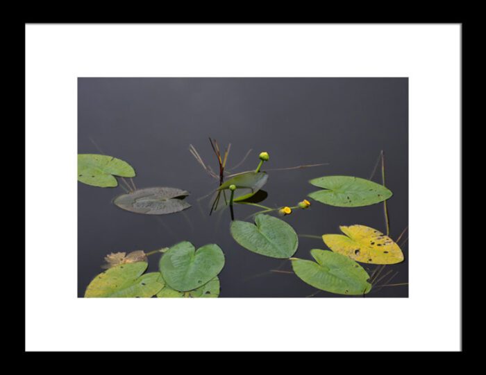 Framed Yellow Water Lily in Calm Water, Original Photograph by Kim A. Bailey
