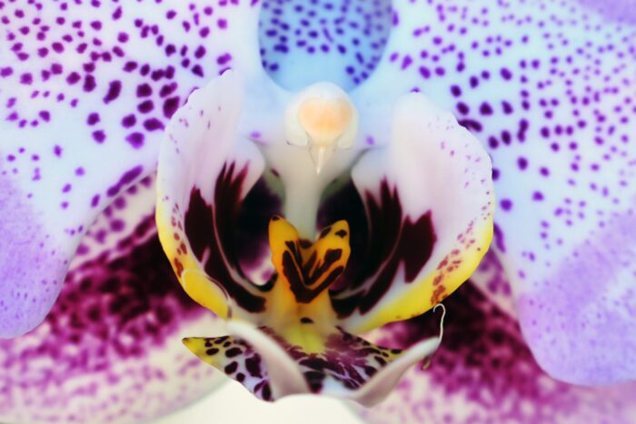 Phalaenopsis Orchid Original Photograph by Kim Bailey