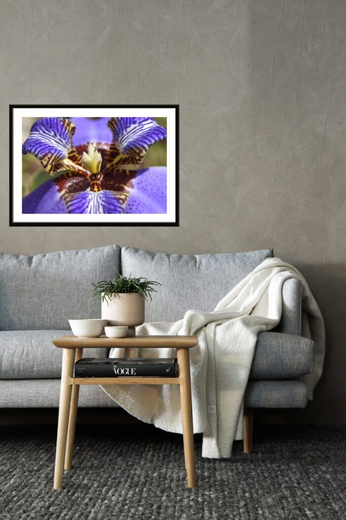 Purple Iris, Original Photograph by Kim A. Bailey