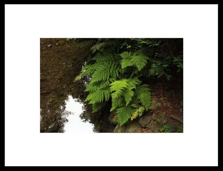 Framed Ferns in the Woods, Original Photograph by Kim A. Bailey