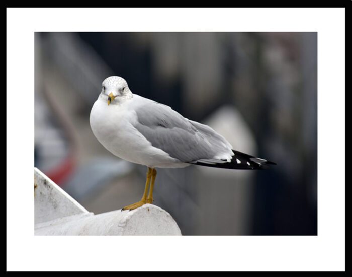 Stading Seagull, Original Photograph by Kim A. Bailey
