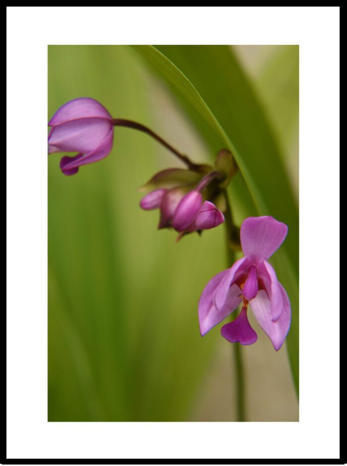 Tiny Purple Ground Orchids, Original Photograph by Kim A. Bailey