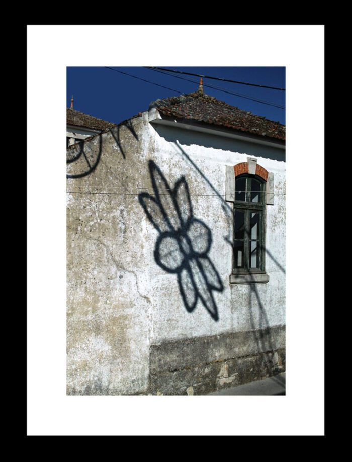 Framed Flower Shadow - Portugal, Original Photograph by Kim A. Bailey